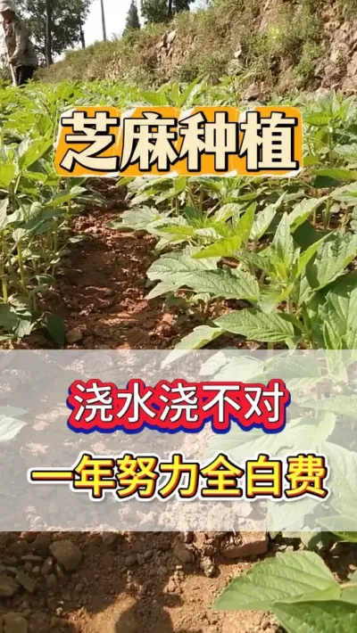 种芝麻浇水浇不对，努力全白费，一个视频教会你芝麻该如何浇水 #芝麻 #芝麻种植 #芝麻种植技术 #农业种植