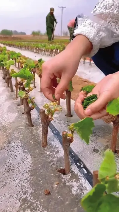葡萄种植 #葡萄种植 #农业种植 #种葡萄