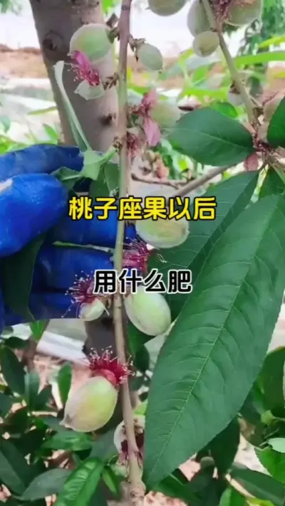 桃子座果以后用肥指导#膨果增甜 #膨果 #桃树管理 #番茄膨果