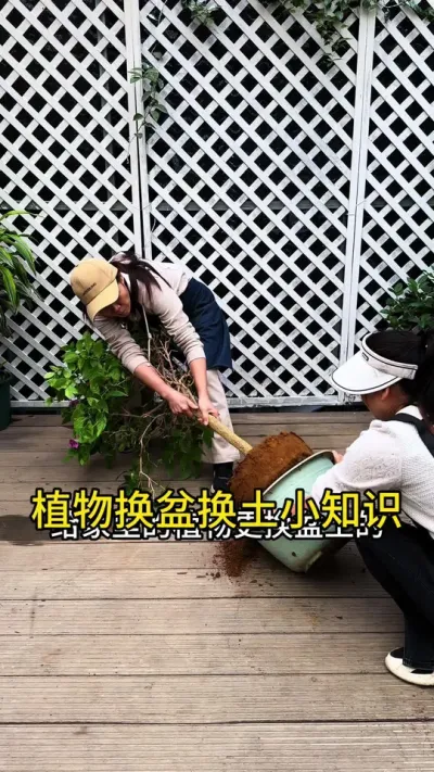 春季是最适合，给家里的盆栽换盆换土了#种植小技巧 #花卉绿植 #养花小知识