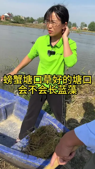 螃蟹塘口，草好的塘口会不会长蓝藻！！！ #渔多多养殖模式 #新农人计划2025 #螃蟹养殖 #三农 #水产养殖技术