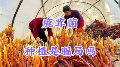 鹿茸菌种植靠谱吗？是不是骗局？这个视频讲清楚 #抖音助农 #三农 #鹿茸菌种植 #鹿茸菌骗局