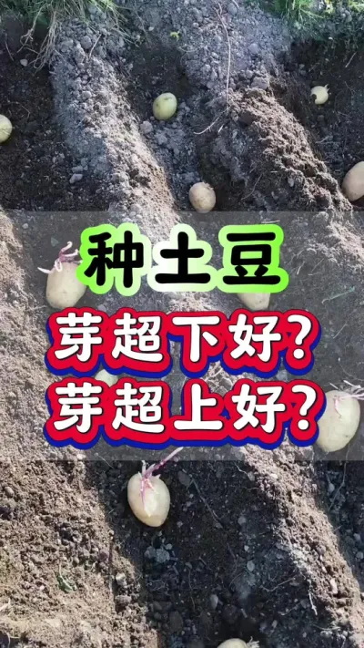 种土豆是芽超下好还是芽超上好#土豆高产种植#马铃薯种植#洋芋种植#土豆种植