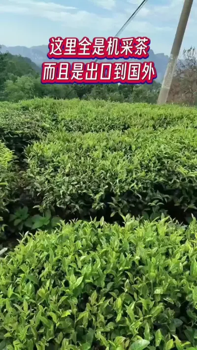 #出口茶叶基地#茶树种植技术与管理 #夏季茶园管理技术