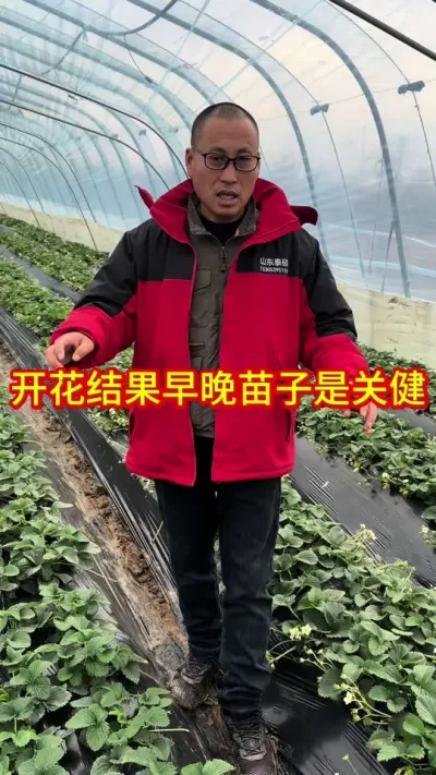 #草莓种植管理技术和方法 #关注我每天为你分享更多农业知识 #关注我每天分享种植知识 #专业的事交给专业的人来做更靠谱