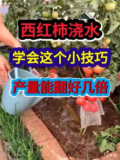 西红柿浇水学会这个小技巧产量能翻好几倍 #番茄种植 #西红柿种植 #农业种植 #种植小技巧 #三农