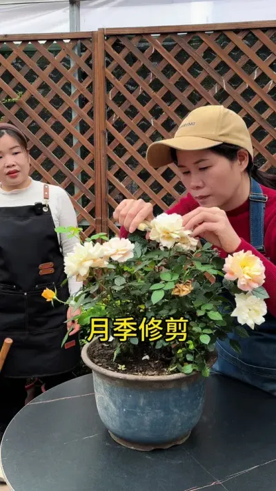 月季修剪技巧#种植小技巧 #月季 #月季养护