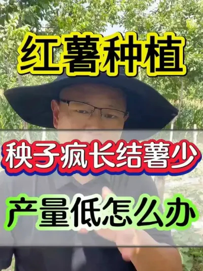 红薯秧子疯长结薯少产量低怎么办，一招搞定 #红薯 #红薯种植 #红薯高产种植 #红薯高产种植技术 #红薯高产