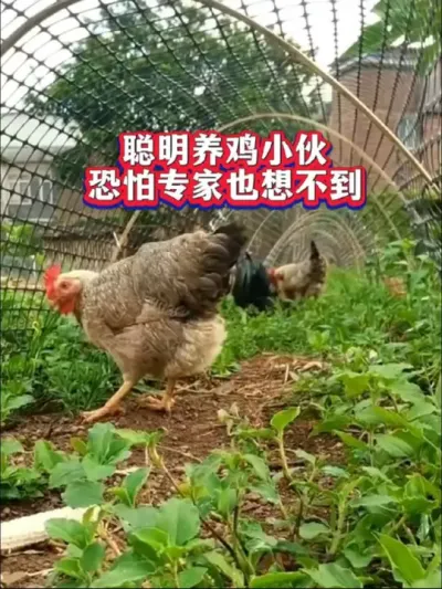 养鸡小伙真聪明按#养鸡 #养鸡笼子家用 #科学养鸡#农村散养土鸡#养鸡技术
