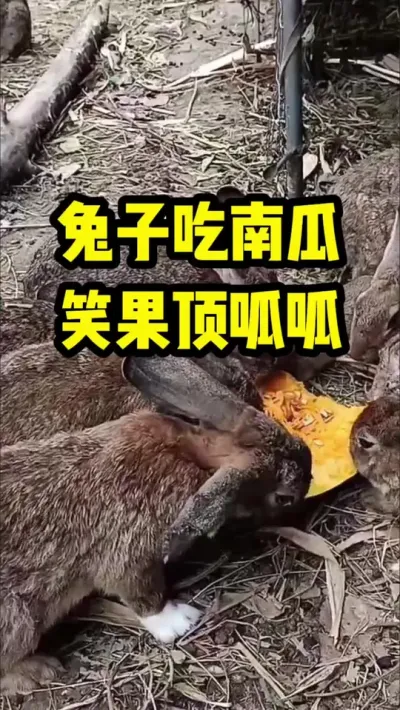 兔子吃南瓜，笑果顶呱呱 #兔子#养兔子#养殖#三农