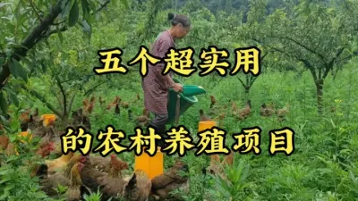 5个超实用的农村养殖，投入低，收益高，市场稳定，南北都可以养 #农村致富好项目 #返乡创业 #农村养殖 #支持三农扶持三农发展 #三农
