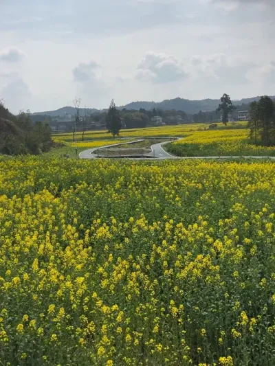春暖花开，万物生长，基地旁边的千亩油菜花盛开了！#油菜花的季节
