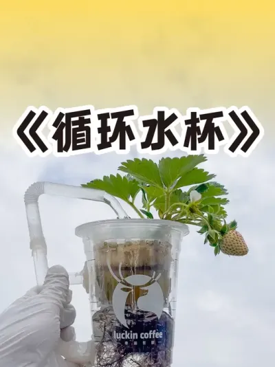 水培草莓还可以这样玩？ 水培黑珍珠、甜不甜很快就知道😘#水培植物 #水培草莓 #草莓种植技术 #记录我的种植生活 #抖音助农