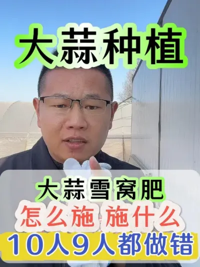 大蒜雪窝肥施什么怎么施10人9个都做错 #大蒜 #大蒜种植 #大蒜雪窝肥 #大蒜高产 #增产增收才是硬道理