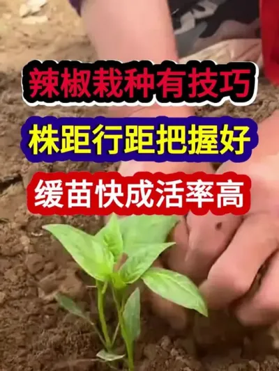 辣椒栽种有技巧株距行距把握好缓苗快成活率高 #辣椒种植 #农业种植 #种植小技巧 #三农 #分享农业知识帮农民增产增收