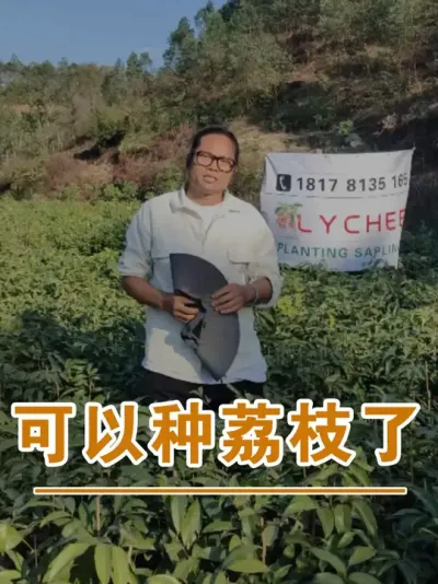现在可以种荔枝了#广西灵山荔枝果苗#农业创业#抖音新农人计划2025#吕老师种果苗