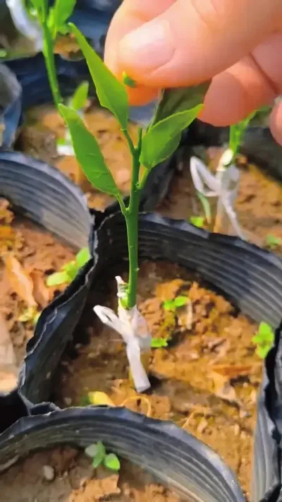 春天到了，努力成长吧！ #种植小技巧 #农业种植 #花卉基地 #苗木种植基地