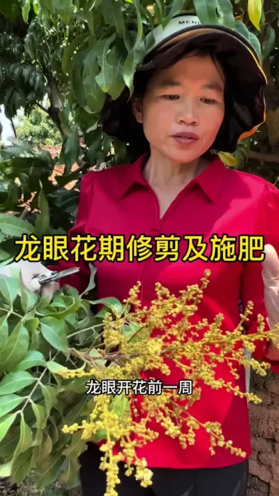 龙眼花期修剪及施肥 花期施有机肥搭配酵母肥效果更佳#果树修剪 #2025新农人计划 #相信酵母品质农业