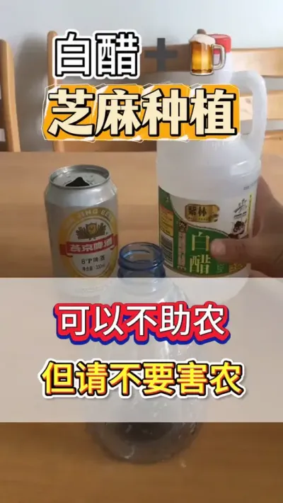 我劝你善良，你可以不助农，但请不要害农！ #芝麻 #芝麻种植 #芝麻种植技术 #抖音助农 #农业种植