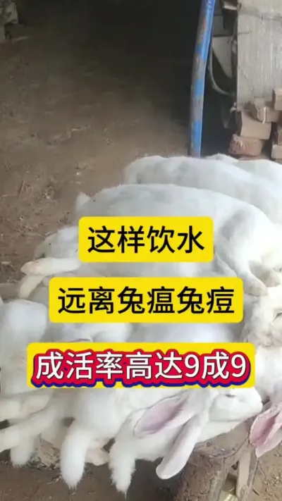 养兔学会这样饮水，远离兔瘟兔痘，成活率高达9成9#养兔人 #兔子养殖 #兔子 #养兔