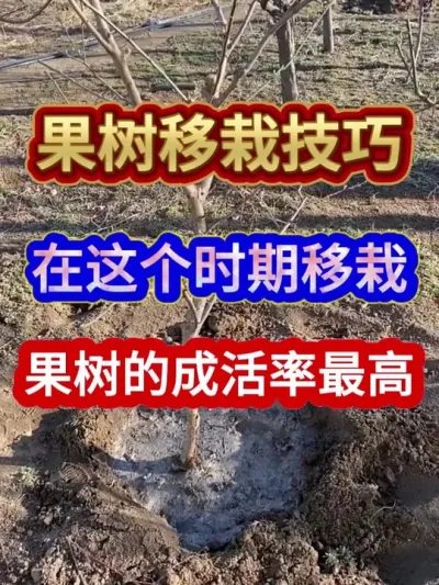 果树移栽技巧在这个时期移栽果树的成活率最高 #果树移栽 #果树种植 #农业种植 #三农 #分享农业知识帮农民增产增收
