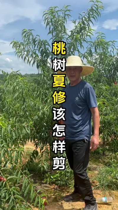 采果后与有果的要分别对待，充分利用二级三级分枝，透光以地下可见花影，通风以对面可见物为原则#果树种植 #果树修剪 #来抖音学农技 #春耕农技知识 #田间地头实操干货