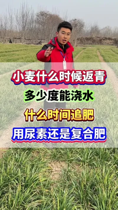 小麦什么时候返青？多少度能浇水？什么时间追肥？#小麦种植  #小麦高产  #小麦追肥  #小麦种植管理技术