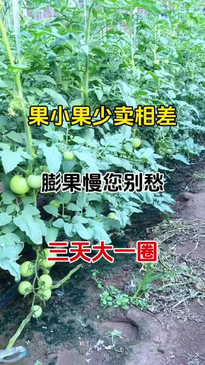 果子小，膨果慢，空果，裂果也不少，一招搞定，快速膨果，不空果#膨果 #膨果上色增甜#番茄种植