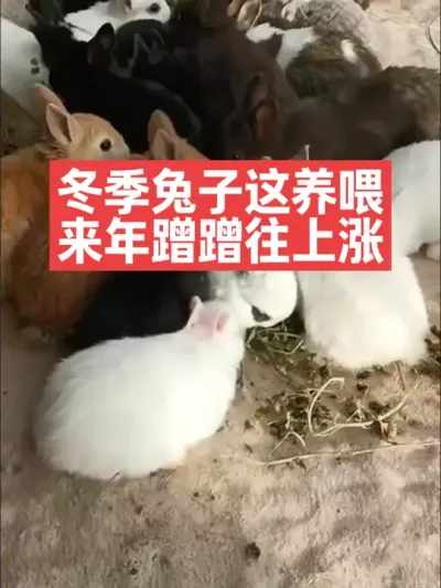 冬季兔子这样喂，来年蹭蹭往上涨 #兔子#养殖#三农#养兔子