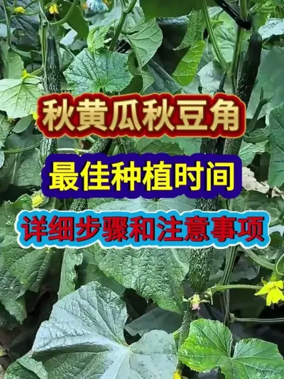 秋黄瓜秋豆角最佳种植时间详细步骤和注意事项 #黄瓜种植 #豆角种植 #农业种植 #种植小技巧 #三农