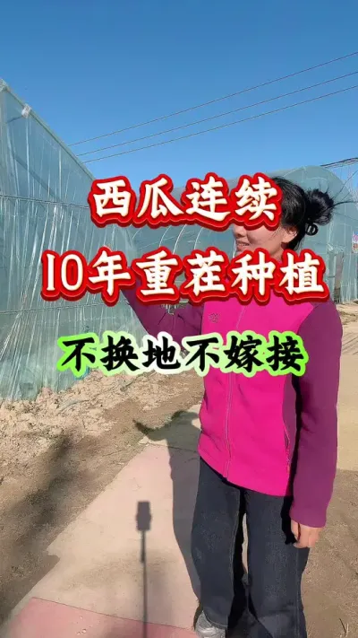 西瓜种植 西瓜连续十年重茬种植不换地不嫁接#西瓜种植#西瓜管理 #土壤改良 #西瓜病害防治