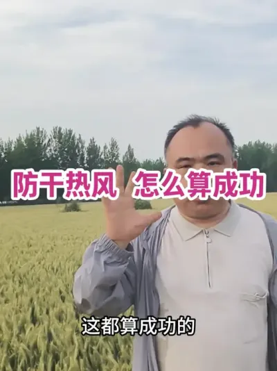 防干热风 怎么算成功 三天高温摧残，减少一片绿色，还能继续光合灌浆，就算成功了！#增产增收才是硬道理
