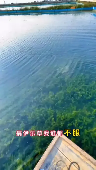 水草养的好，明年卖蟹又卖草#大闸蟹养殖 #河蟹养殖 #螃蟹养殖 #鱼虾蟹养殖 #三农 @DOU+小助手