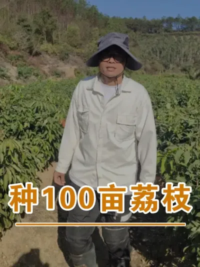 在广西种100亩荔枝，要怎么选品种？#广西灵山荔枝果苗#农业创业#抖音新农人计划2025#吕老师种果苗