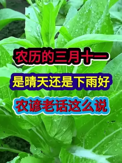 农历的三月十一是晴天好还是下雨好农谚老话这么说 #农业谚语 #农谚 #农谚老话 #农业种植 #分享农业知识帮农民增产增收