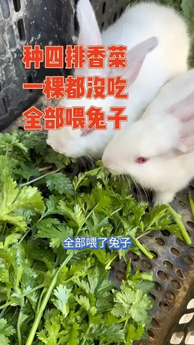 大蒜里面套种了四排香菜，一不小心长了一大片，把大蒜都罩完了，还被老公这个显眼包改造菜地毁掉了一排，更可气的是一棵也没人吃，最后被女儿买回来的两只兔子吃完了。女主直呼太浪费，以后还是少种 记录香菜从种植