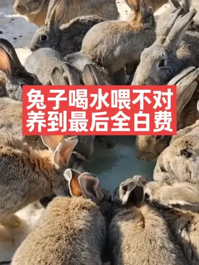 兔子喝水喂不对，养到最后全白费 #三农#养殖#兔子#养兔子