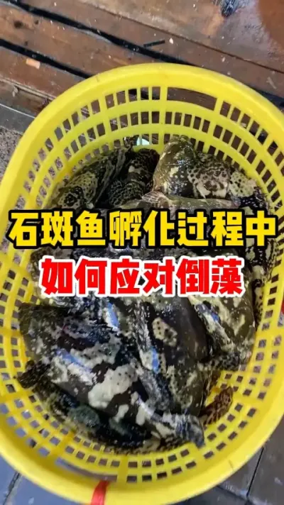 石斑鱼孵化过程中如何应对倒藻 #石斑鱼 #水产养殖 #水族 #水产人 #记录养殖生活