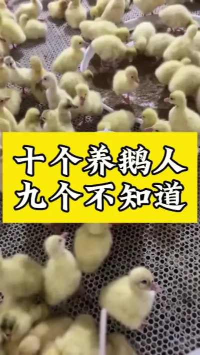 十个养鹅人，九个不知道 #科学养鹅 #肉鹅 #养鹅技术分享 #肉鹅养殖