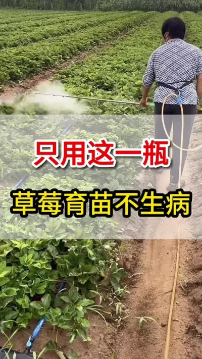 只用这一瓶，草莓育苗不得病#在家种菜 #草莓育苗#三农