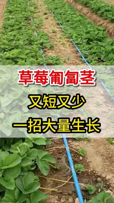 只用这一瓶，匍匐茎大量抽生#匍匐茎#育苗#三农