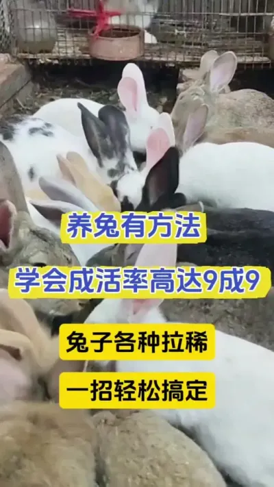 养兔这样喂，粪便不成型，干吃不长，都绕道跑，全程不死兔#兔子 #养兔人 #兔子养殖
