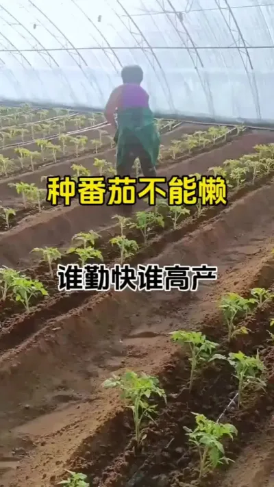 种番茄别偷懒，谁勤快谁高产#番茄种植 #三农种植 #促花保果