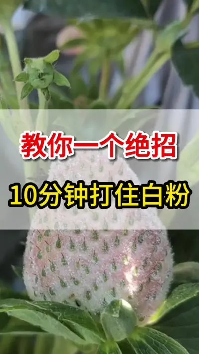 教你一个绝招，草莓白粉病轻松搞定#白粉病