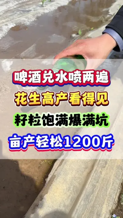 啤酒兑水喷两遍，花生高产看得见！ #花生种植 #花生高产 #花生种植管理技术  #增产增收 #花生粒粒饱
