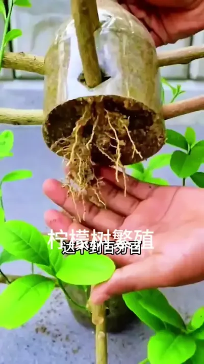 柠檬树扦插，达不到百分百，你就是我这样高压繁殖#扦插 #柠檬树#花卉绿植