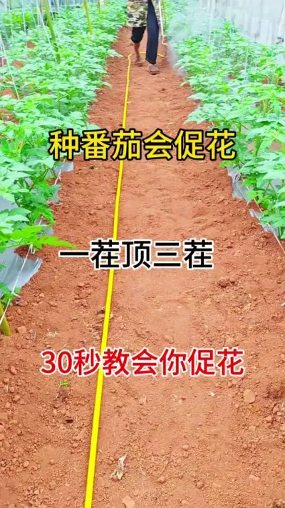 种番茄懂促花，一茬顶三茬#促花保果 #番茄种植 #抖音助农