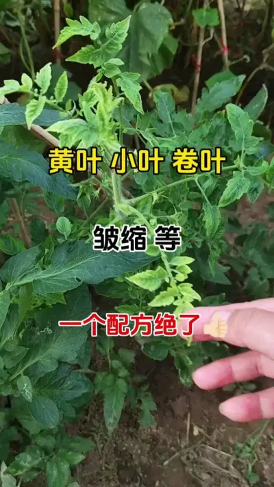 番茄病毒病防治#病毒病 #番茄种植 #抖音助农