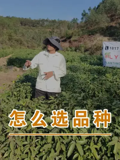 要选哪种荔枝品种种植才适合自己？#广西灵山荔枝果苗#农业创业#抖音新农人计划2025#吕老师种果苗