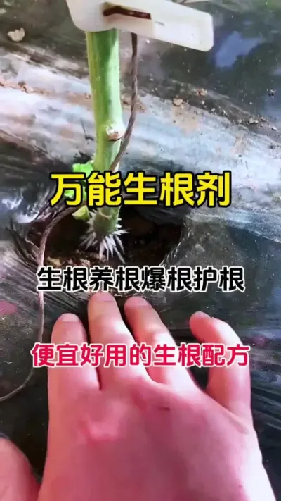 万能生根，配方，生根养根护根爆根，再也不用生根难，生根慢而烦恼了#生根壮苗 #生根剂 #生根粉 #番茄种植